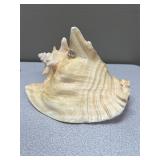 Large Conch Shell