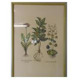 Basilius Besler (1561-1629)  Color Folio Engraving