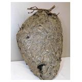 Large Hornets Bees Nest