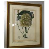 1842 Cattleya Guttata Botanical Aquatint Drake