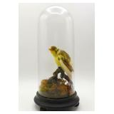 Victorian Canary Taxidermy in Cloche Dome