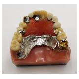 Dentist Dental Teaching Display Model Teeth