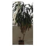 74' Live Plant In Pottery Planter