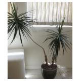 54' Live Plants In Ceramic Planter