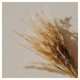 $80 12 Pieces of 40-Inch Tall Dried Pampas Grass,