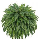 $47 FOREST PRINCE 50' 2 pcs Artificial Boston Fern