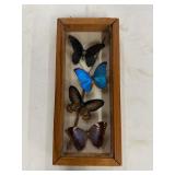 Framed Butterfly Specimen Display