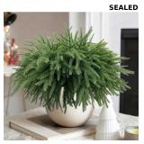 Christmas Norfolk Pine Branches