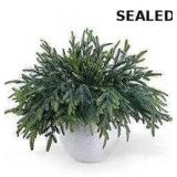 Set of 12 real touch artificial pine branches