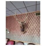 Vintage 12 Point Elk Taxidermy Shoulder Mount