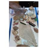 Reef Pieces, Fossil Rocks, Shells Etc