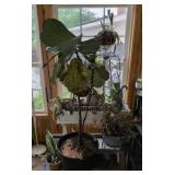 Wooden Planter Box, Live House Plants. Galvanized
