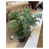 live pine   in pot     kitchen