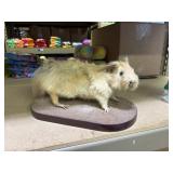 guinea pig Taxidermy on board