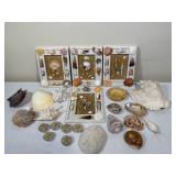 Assorted Seashell Collection