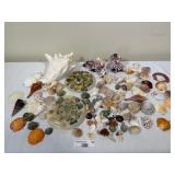 Assorted Seashell Collection