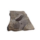 Fossilized Leaf Impression in Shale (U)