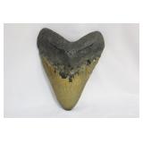A Large Megalodon Tooth