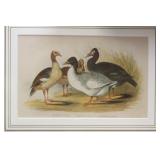 Antique Steel Engraving