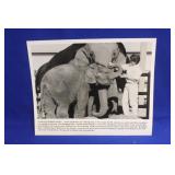 Photograph of Elephants