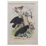 Antique Steel Engraving