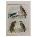 Antique Steel Engraving