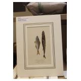 M. Drapiez Lithograph