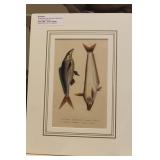 M. Drapiez Lithograph on Fish