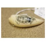 Scrimshaw Belle of the Reef