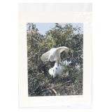 A Signed Bird Photograph