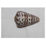 Decorative Conch Shell