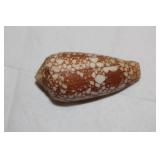 Decorative Conch Shell