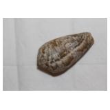 Decorative Conch Shell