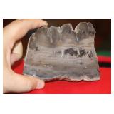 A Slap of Geo or Petrified Wood