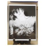 Photograph of a Nude Model