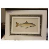 History of Fish by Jonathan Couch Lithograph