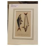 M. Drapiez Lithograph on Fish