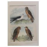 Antique Steel Engraving