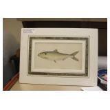 History of Fish by Jonathan Couch Lithograph