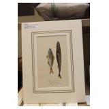 M. Drapiez Lithograph