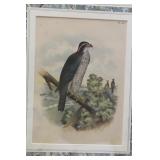 Antique Steel Engraving