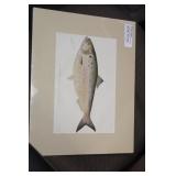 Denton Fish Etching/Illustration