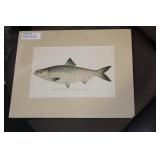 Denton Fish Etching/Illustration