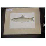 Denton Fish Etching/Illustration