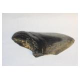 A Partial Megalodon Tooth