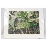 A Signed Bird Photograph