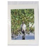 A Signed Bird Photograph