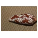 Conch Shell