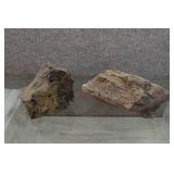 Silicified Petrified Wood Specimens