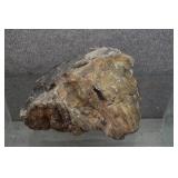 Silicified Petrified Wood Specimen
